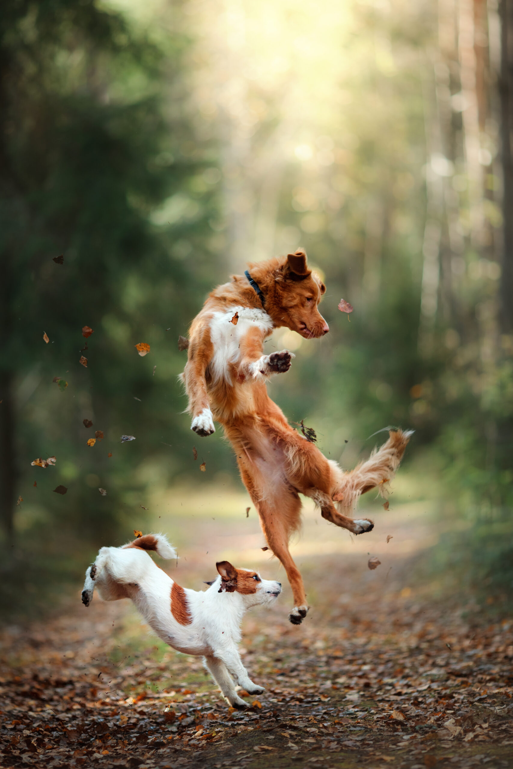 Garde d'animaux dans les Vosges