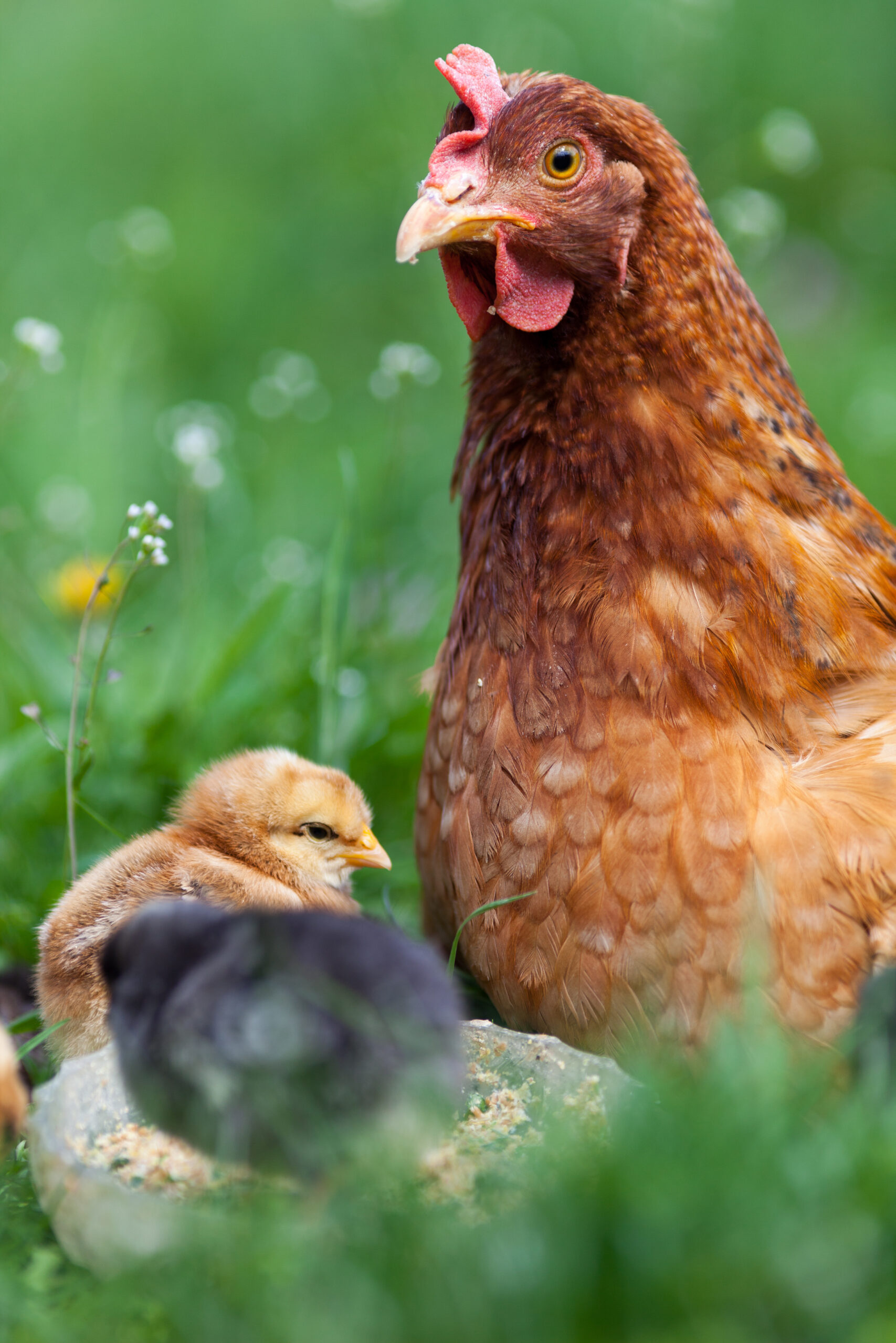 Garde d'animaux dans les Vosges