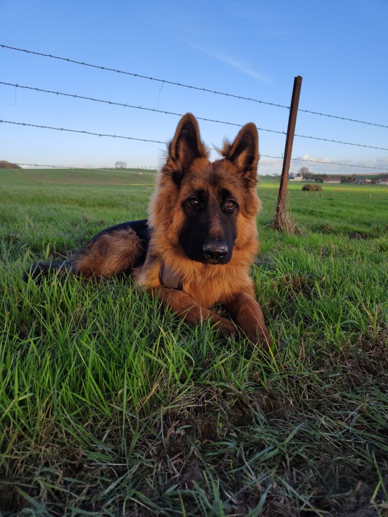 promenades et gardiennage d'animaux à votre domicile - Garde chien Epinal